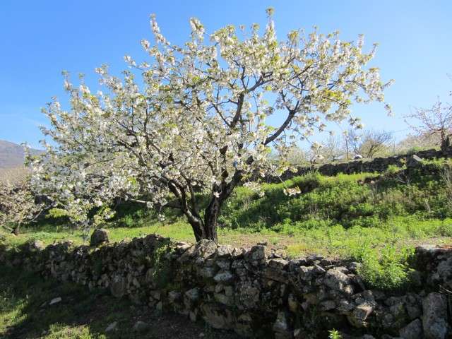 Plasencia, Monfragüe y la floración del cerezo - Excursiones desde Madrid (23)
