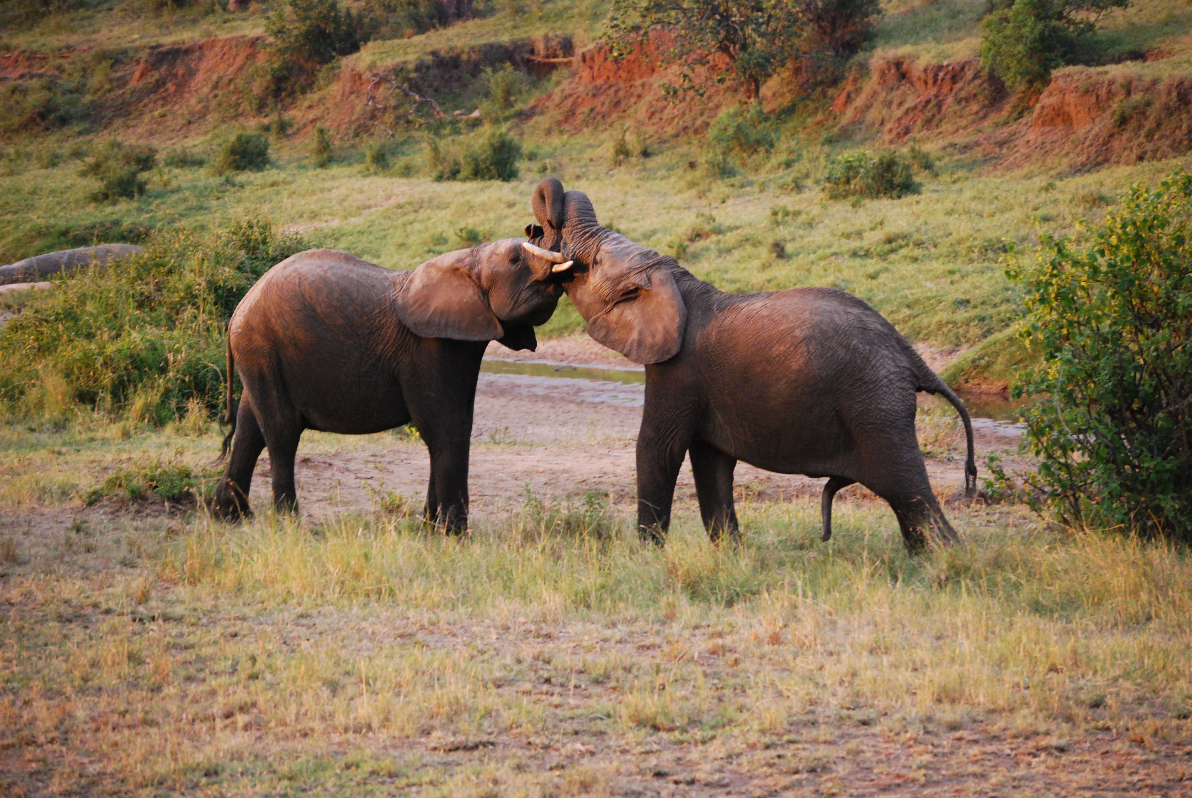 Regreso al Mara - Kenia - Blogs de Kenia - Nuestro primer safari (3)