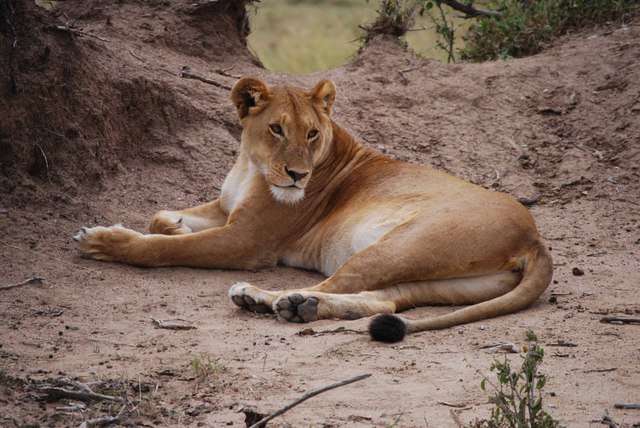 Inmigrantes ilegales por un rato, mas leones enamorados y muchas flores - Regreso al Mara - Kenia (20)
